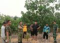 Demplot Satgas Karhutla TNI, Uji Alternatif Pupuk Organik Ladang di Kayan Hilir
