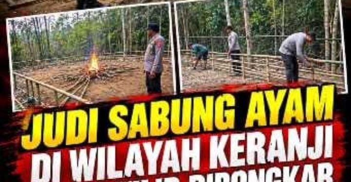 Judi Sabung Ayam di Keranji Silat Hilir Dibongkar, Jangan Hanya Pencitraan “Warga Soroti Rencana Aktivitas di Sungai Mali”