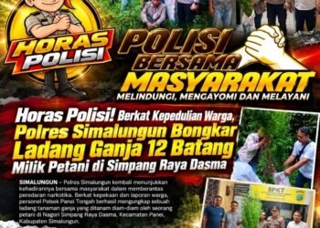 Polsek Panei Tongah Ungkap Ladang Ganja, 12 Batang Diamankan