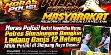 Polsek Panei Tongah Ungkap Ladang Ganja, 12 Batang Diamankan