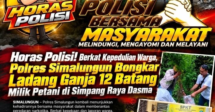 Polsek Panei Tongah Ungkap Ladang Ganja, 12 Batang Diamankan