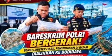 Dorong Budidaya Legal, Dittipidter Bareskrim Polri dan KKP Selamatkan Benih Lobster